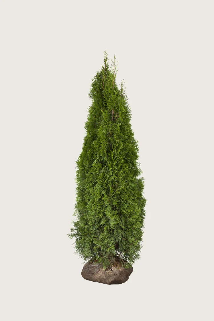 Thuja Smaragd 175cm Forgrenet | Plantinavia