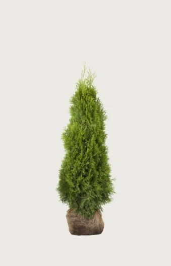 Thuja Smaragd 40cm Forgrenet | Plantinavia