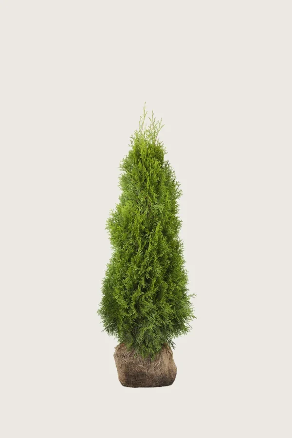Thuja Smaragd 60cm Forgrenet | Plantinavia