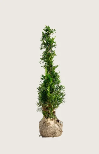 Thuja Smaragd 100cm Outlet | Plantinavia