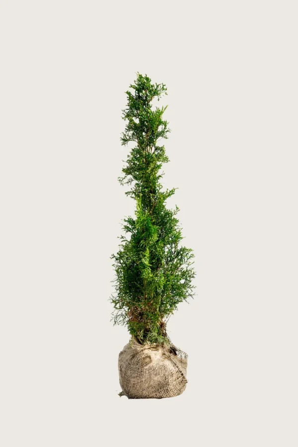 Thuja Smaragd 175cm Outlet | Plantinavia