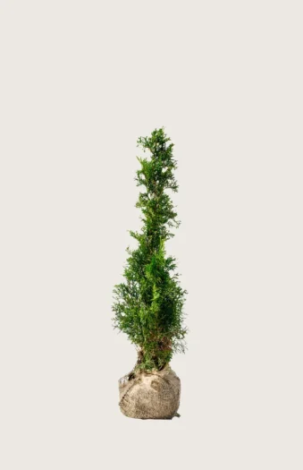 Thuja Smaragd 40cm Outlet | Plantinavia