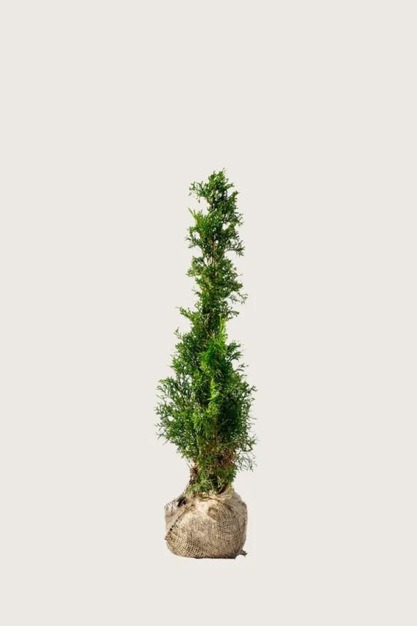 Thuja Smaragd 40cm Outlet | Plantinavia