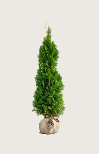 Thuja Smaragd 175cm Vel forgrenet | Plantinavia