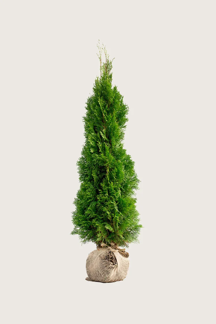 Thuja Smaragd 175cm Vel forgrenet | Plantinavia