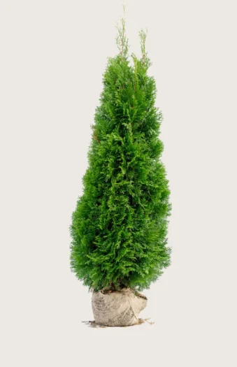Thuja Smaragd 250cm Vel forgrenet | Plantinavia