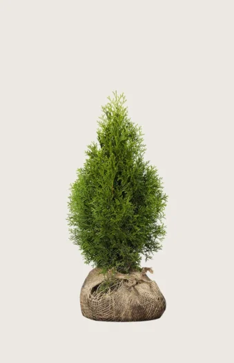Thuja Smaragd 60cm Vel forgrenet | Plantinavia