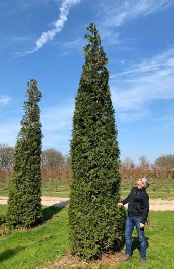 Thuja Smaragd 700cm Vel forgrenet | Plantinavia