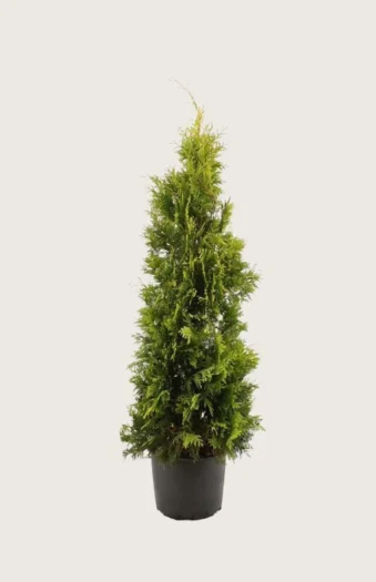 Thuja Yellow Ribbon 125cm Vel forgrenet | Plantinavia