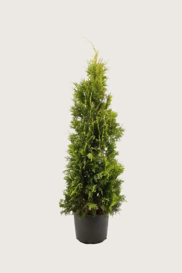 Thuja Yellow Ribbon 175cm Vel forgrenet | Plantinavia