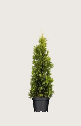 Thuja Yellow Ribbon 80cm Vel forgrenet | Plantinavia
