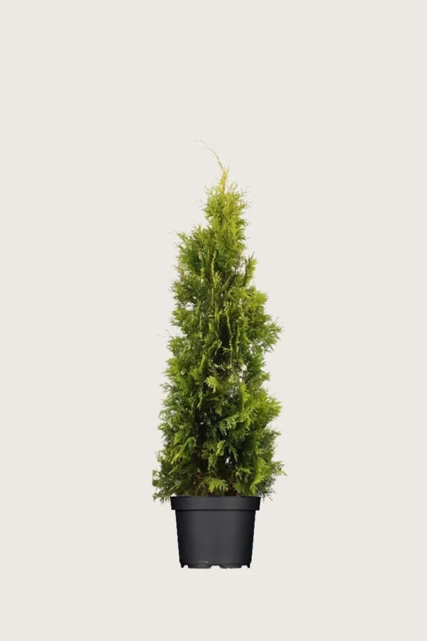Thuja Yellow Ribbon 80cm Vel forgrenet | Plantinavia