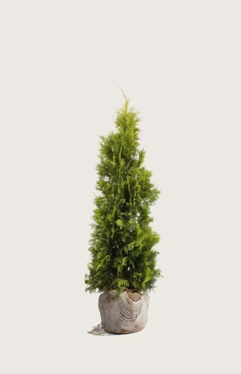 Thuja Yellow Ribbon 100cm Vel forgrenet | Plantinavia