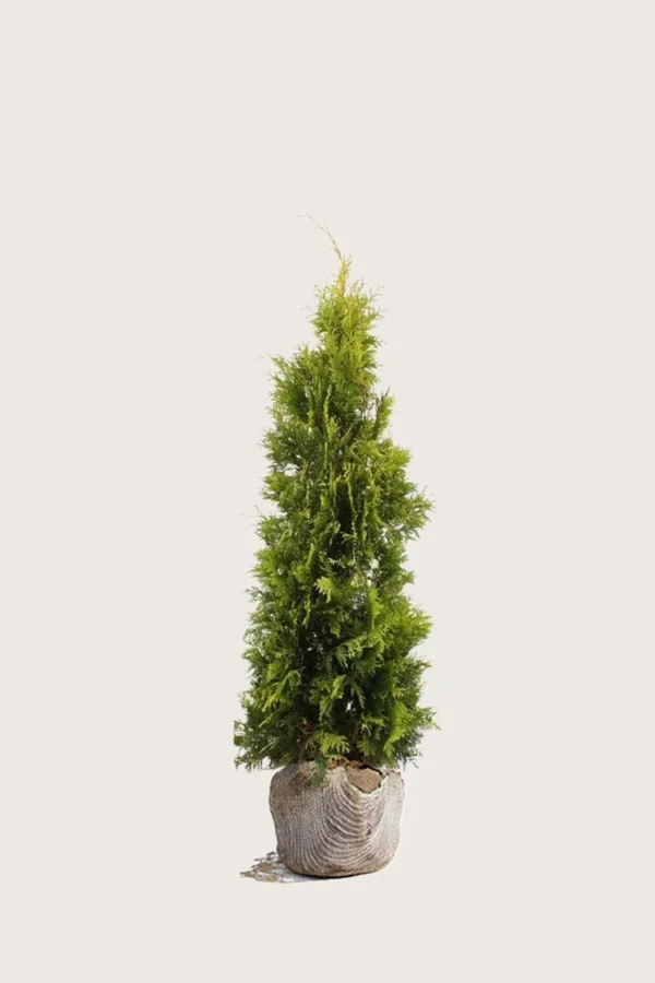 Thuja Yellow Ribbon 100cm Vel forgrenet | Plantinavia
