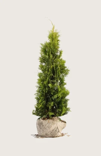 Thuja Yellow Ribbon 150cm Vel forgrenet | Plantinavia