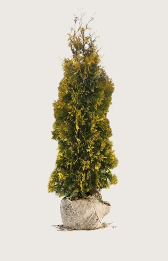 Thuja Yellow Ribbon 225cm Vel forgrenet | Plantinavia