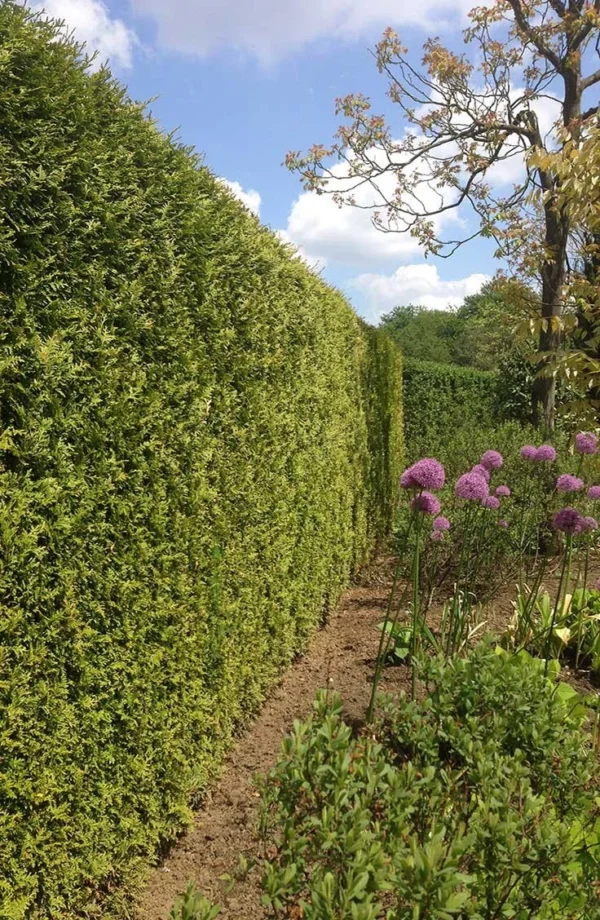 Thuja Brabant