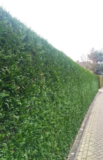 Kæmpethuja