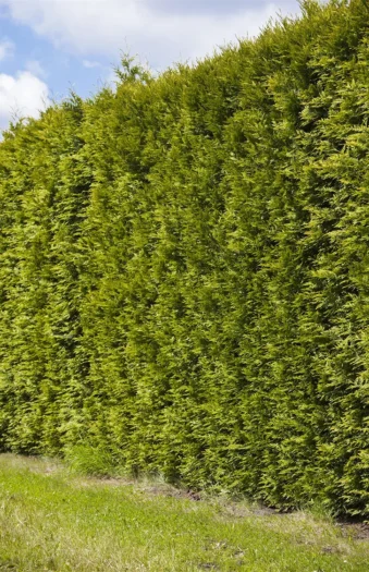 Thuja Smaragd