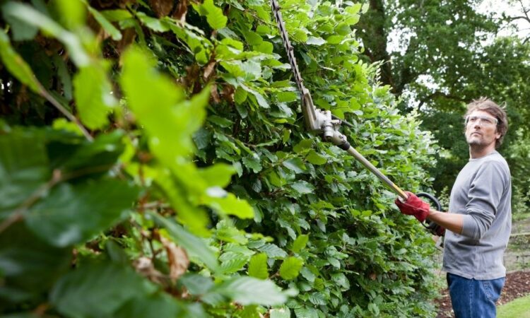 Klipning af bøgehæk