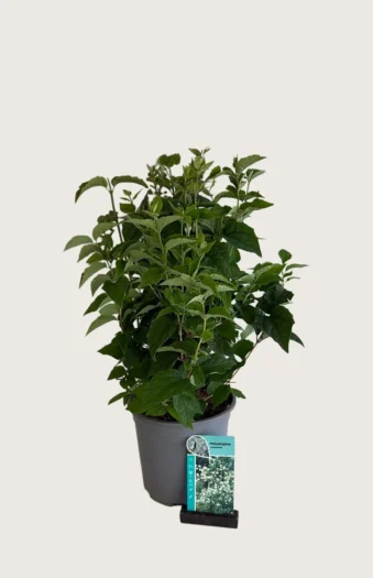 Uægte Jasmin 'Coronarius' 60cm Vel forgrenet | Plantinavia