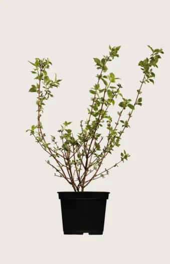 Uægte jasmin 150cm Vel forgrenet | Plantinavia