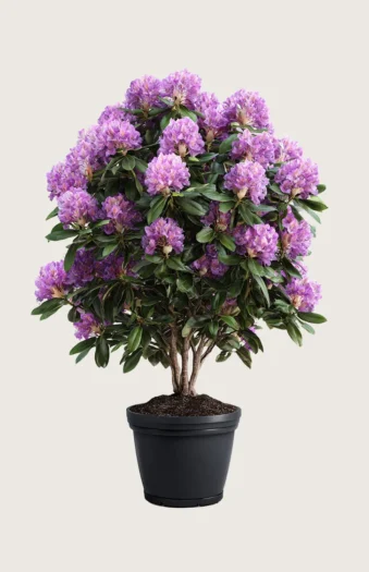 Violet rhododendron 200cm Vel forgrenet | Plantinavia