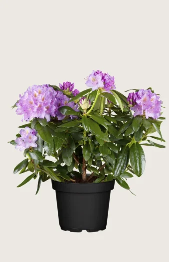 Violet rhododendron 40cm Forgrenet | Plantinavia