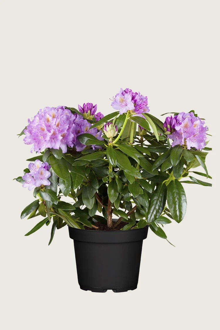 Violet rhododendron 40cm Forgrenet | Plantinavia