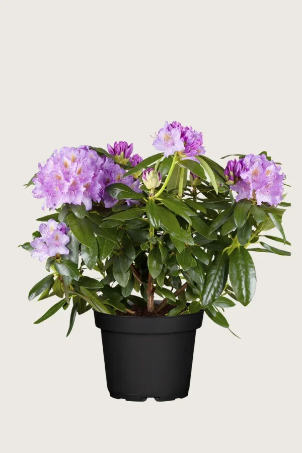 Violet rhododendron 60cm Forgrenet | Plantinavia