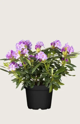 Violet rhododendron 60cm Vel forgrenet | Plantinavia