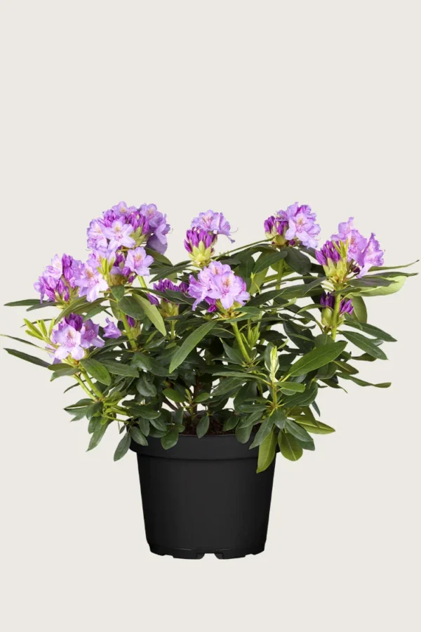 Violet rhododendron 60cm Vel forgrenet | Plantinavia