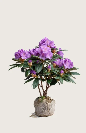 Violet rhododendron 40cm Forgrenet | Plantinavia