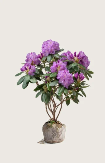 Violet rhododendron 100cm Vel forgrenet | Plantinavia