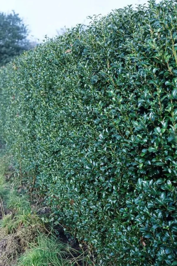 Blå Kristtorn Blue Prince