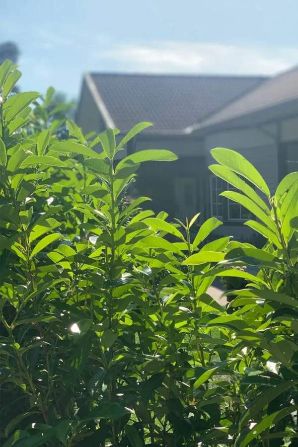 Laurbærkirsebær Rotundifolia